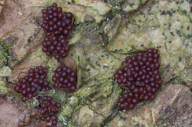 Nectria fuckeliana